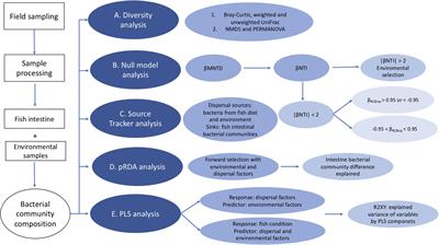 Different Roles of Environmental Selection, Dispersal, and Drift in the Assembly of Intestinal Microbial Communities of Freshwater Fish With and Without a Stomach